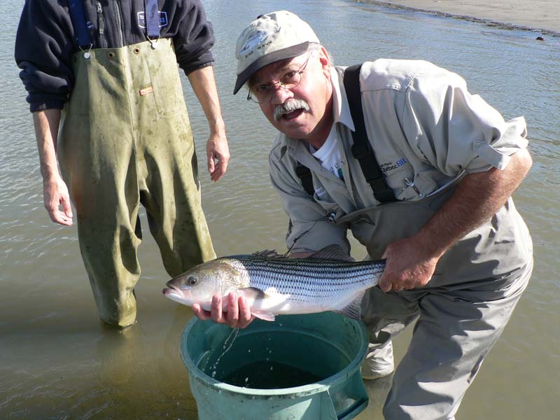 Québec souhaite valoriser la pêche sportive au bar rayé