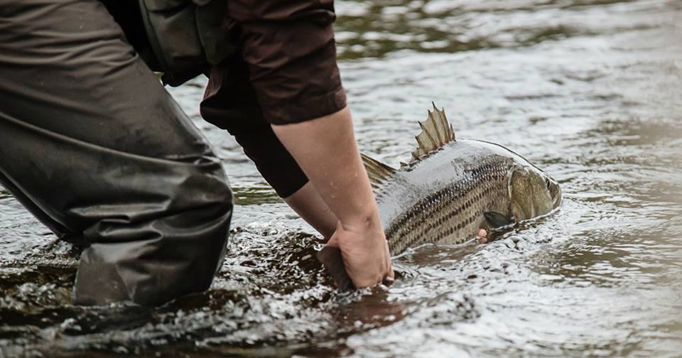 Côte-Nord : interdiction de pêcher le bar rayé pour l’instant