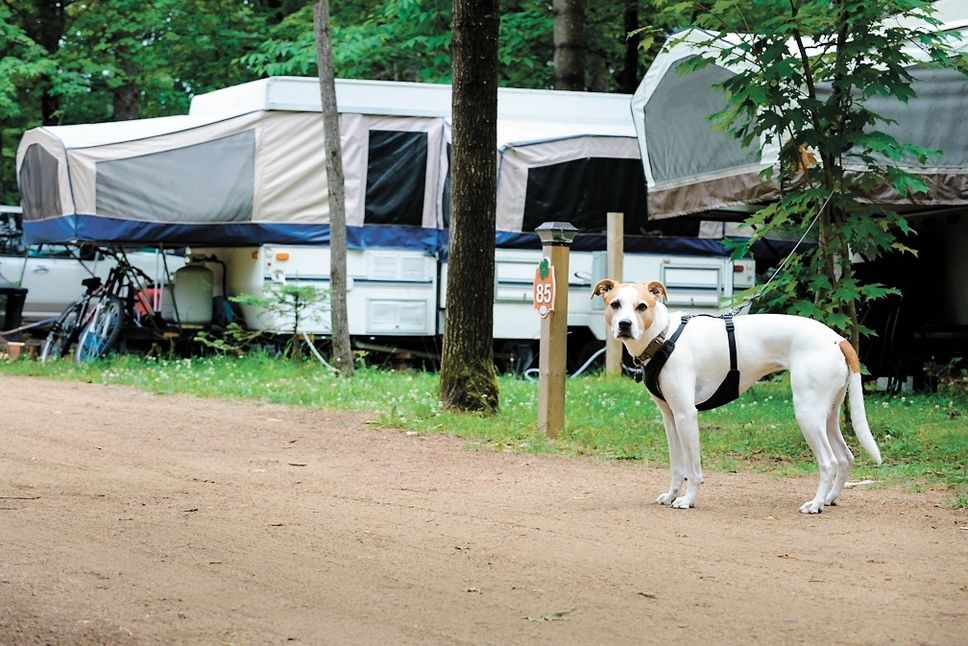 Camper avec des animaux de compagnie comportent des règles