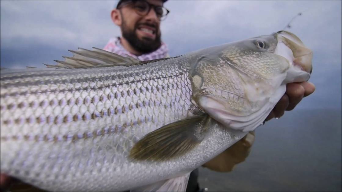 Québec rappelle les règles encadrant la pêche du bar rayé