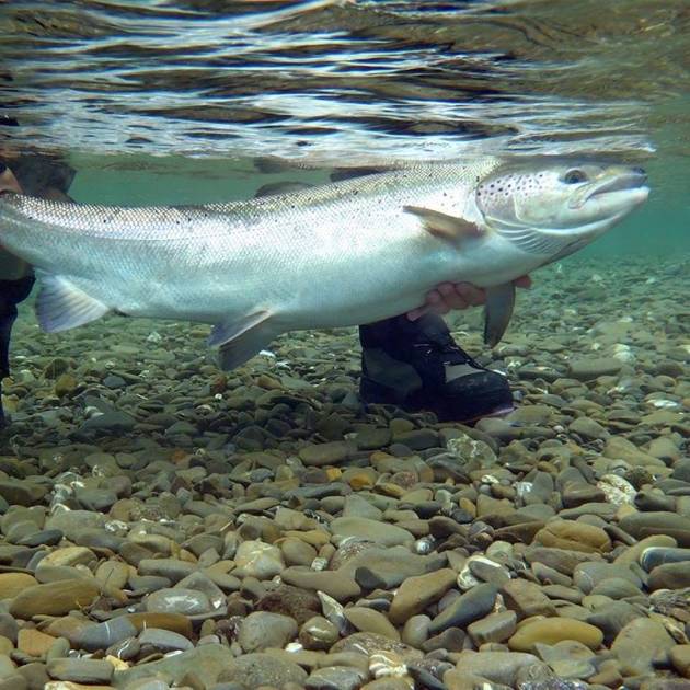 Rétention des grands saumons dans certaines rivières du Québec