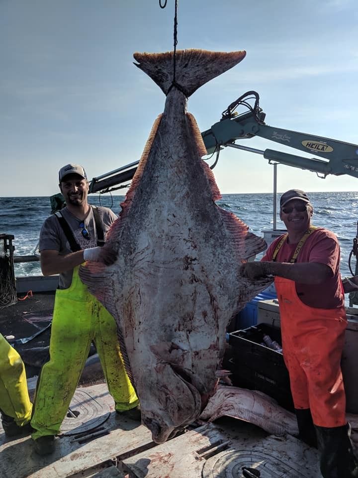 Un imposant flétan de 275 lb pêché au large de Percé 