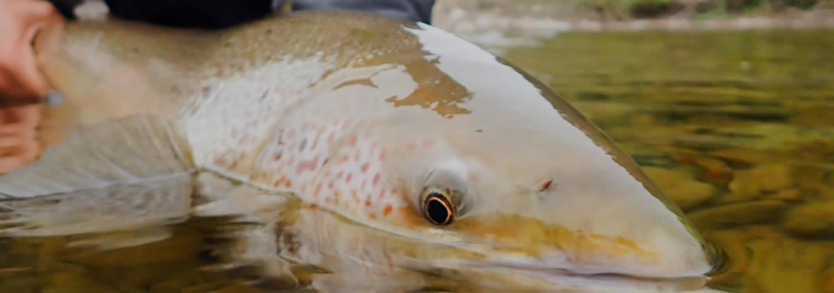 Pour en apprendre davantage sur la conservation du saumon atlantique