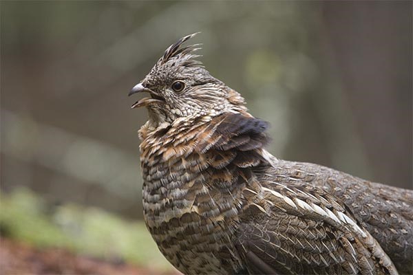 Savoir distinguer «permis de chasse» et «droit de chasse» dans une zec