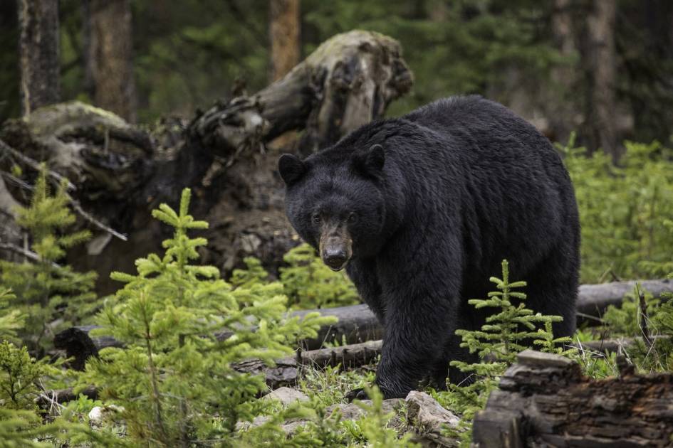 L'ours noir doit se nourrir de diverses espèces de saumons pour rester en santé