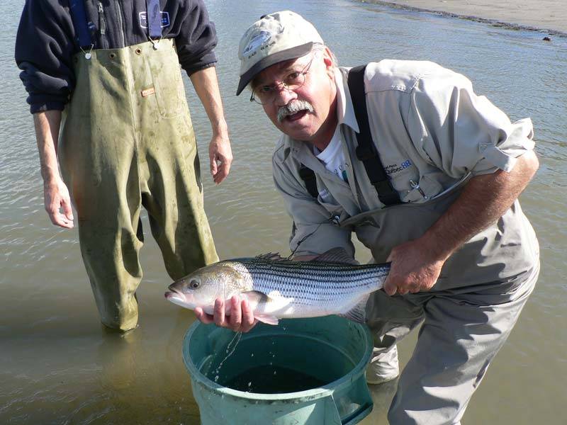 Ouverture de la pêche au bar rayé dans certaines rivières au Québec