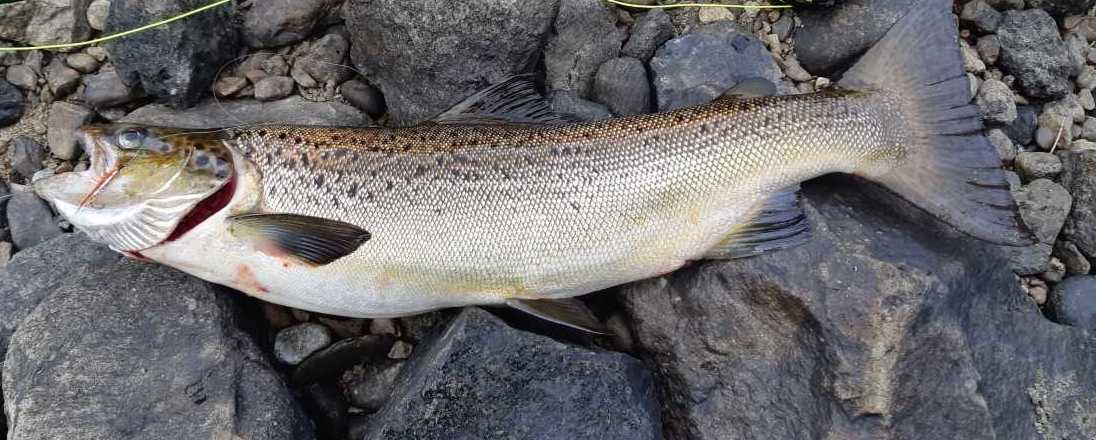 Nouveau bilan de la gestion de la faune aquatique du lac Saint-Jean