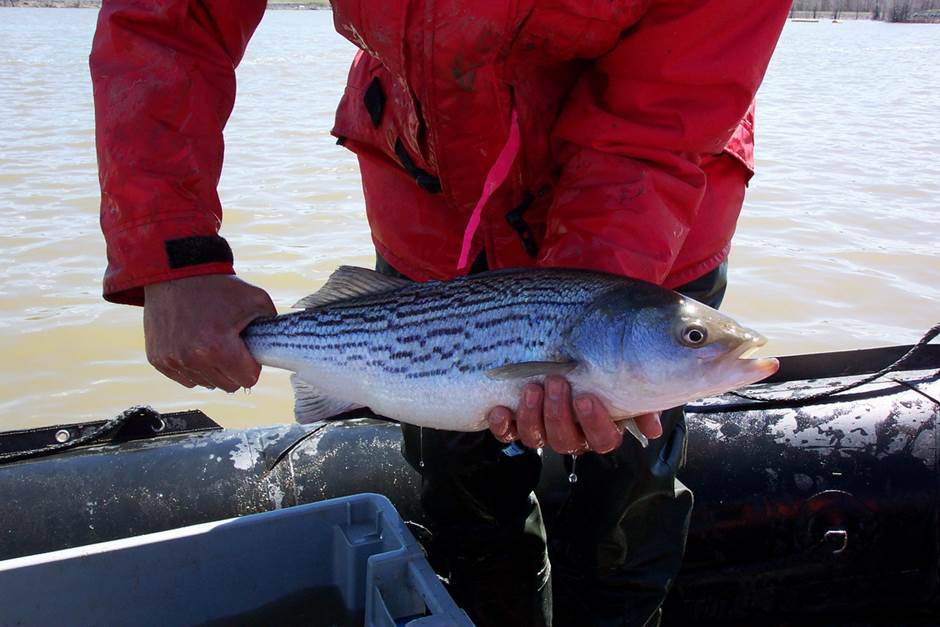 La pêche au bar rayé permise dans certaines rivières 