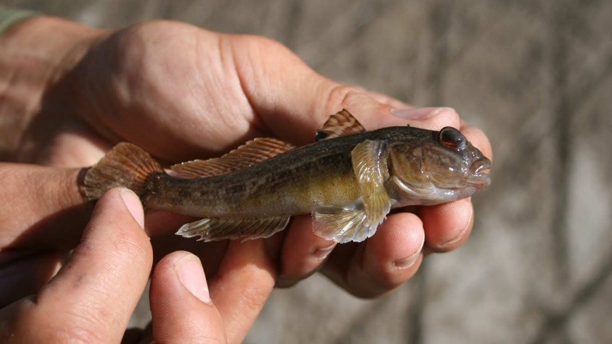 Québec rappelle qu'il interdit d’utiliser des poissons appâts vivants 