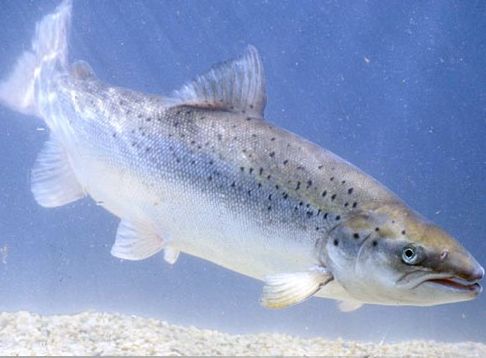 La pêche hivernale de la ouananiche fermée au Grand Lac Saint-François