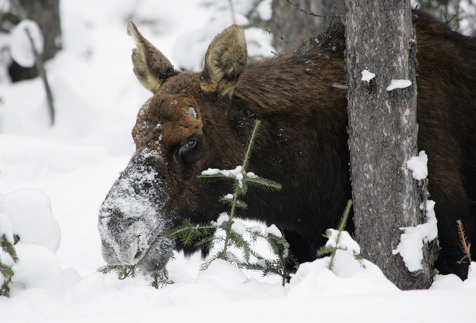 Motoneigistes, que faire si vous croisez un orignal ou un cerf de Virginie?