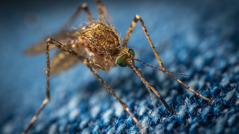 Comment peut-on éviter les piqûres de moustique ? 