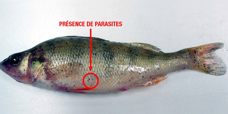 Quels sont ces points noirs sur ce poisson ?