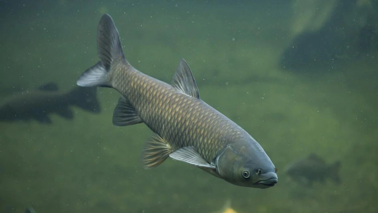 Capture d'une carpe de roseau dans le bassin de Chambly