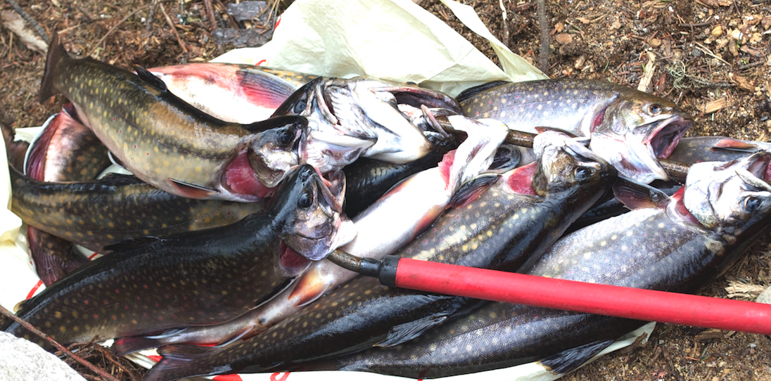 Aquaculture l'Indigène : vers 80 tonnes de truites d'ensemencement