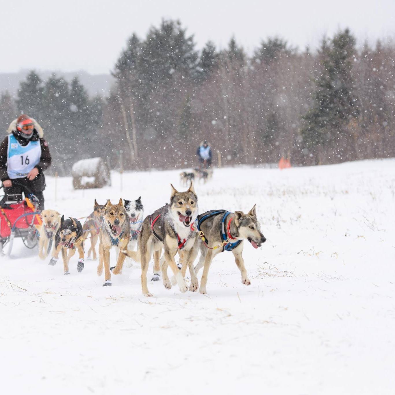 Expérimenter et découvrir le traîneau à chiens