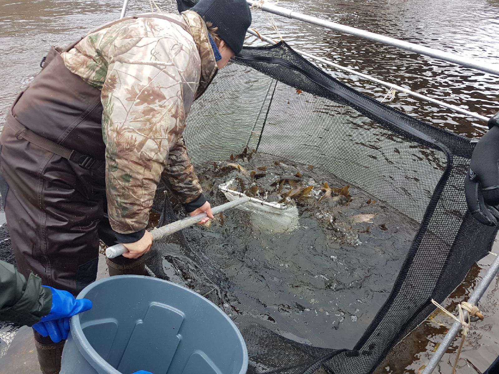 Remise à l'eau de centaines de touladis dans les lacs de l'Estrie 