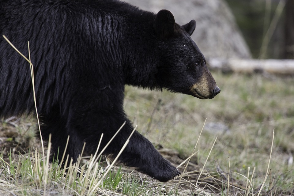 Sondage pour le développement de la chasse de l'ours