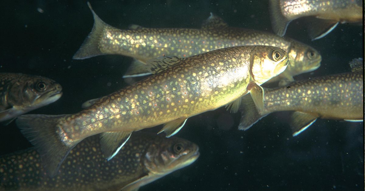 Communautés de poissons d’eau douce: rapport pour le secteur Montréal-Sorel