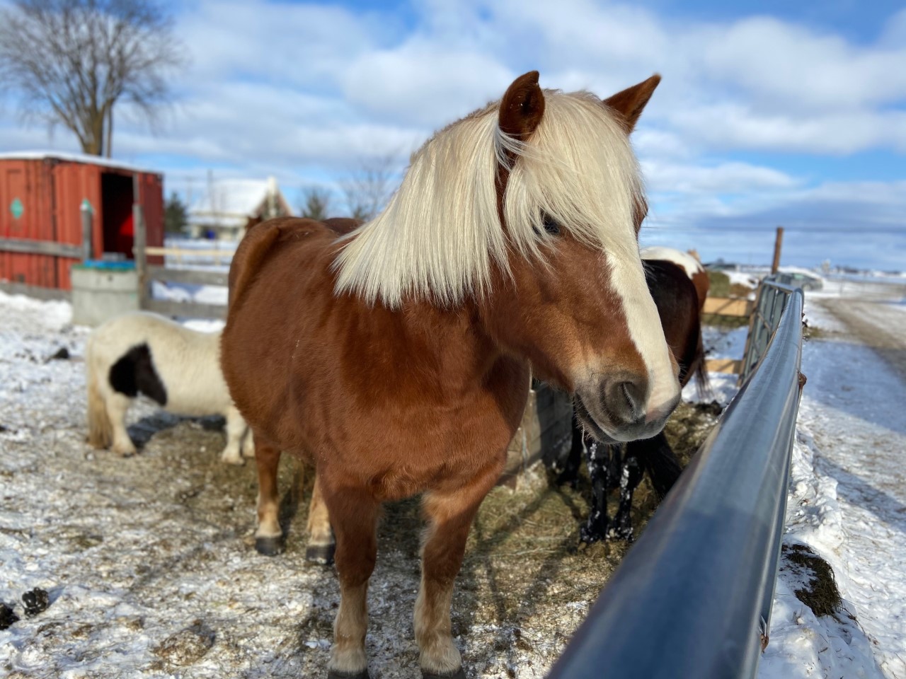 Expérimenter la randonnée à cheval aux Écuries Gaétany