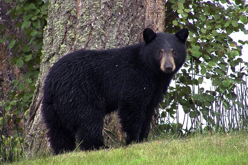 22 zecs innovent à la chasse de l’ours noir en offrant un projet clé en main