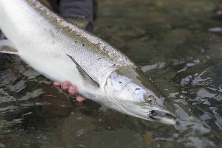 Québec rappelle l'interdiction de vendre du saumon capturé par tout pêcheur