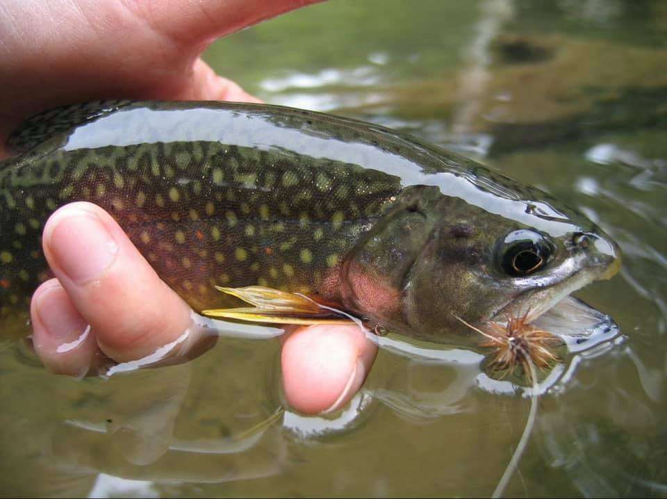 Bien manipuler le poisson pour assurer sa survie 