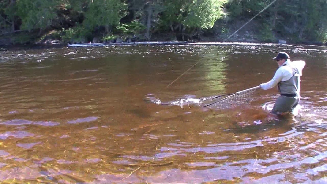 Rétention des grands saumons dans certaines rivières du Québec  