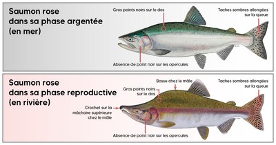 Modification réglementaire à la pêche sportive dans le Nord-du-Québec