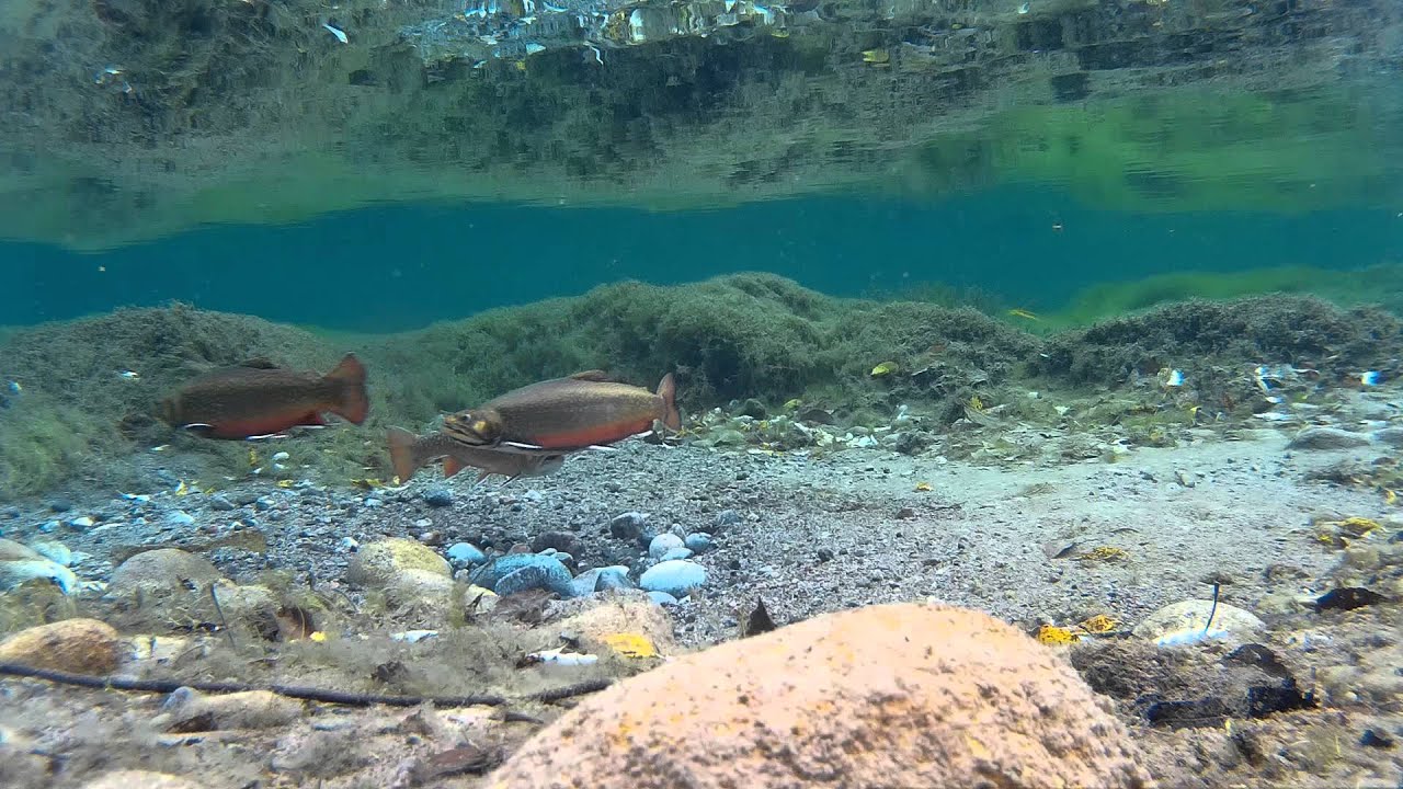 Modification au Règlement de pêche dans un tronçon de la rivière à Mars