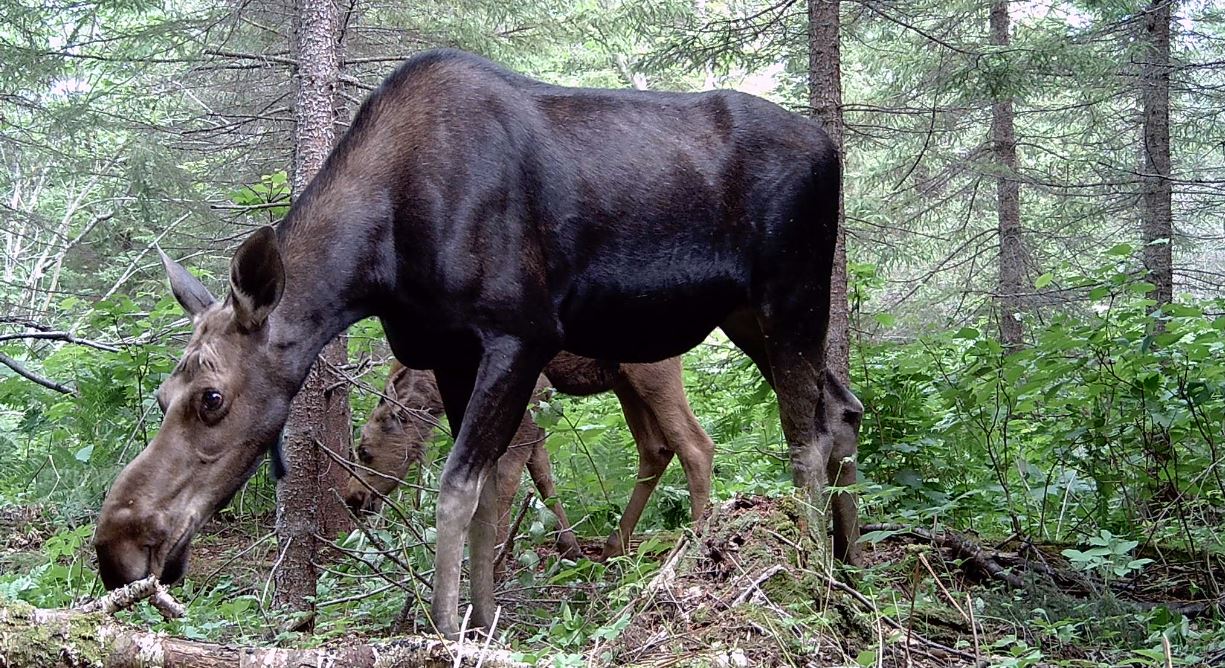 Autant de chasseurs d’orignaux et de caches sur la ZEC-BSL !