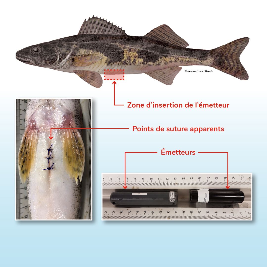 Les déplacements de poissons du Saint-Laurent suivis par télémétrie