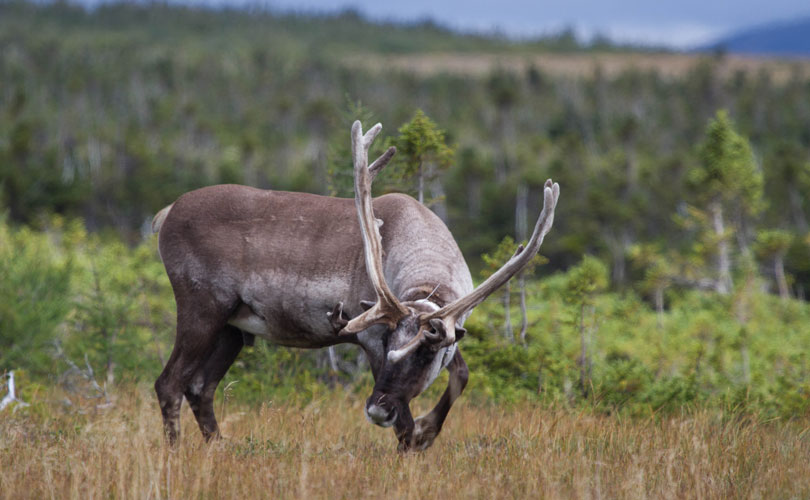 Rendez-Vous Nature.ca- Émission des 19-20 mars 2022