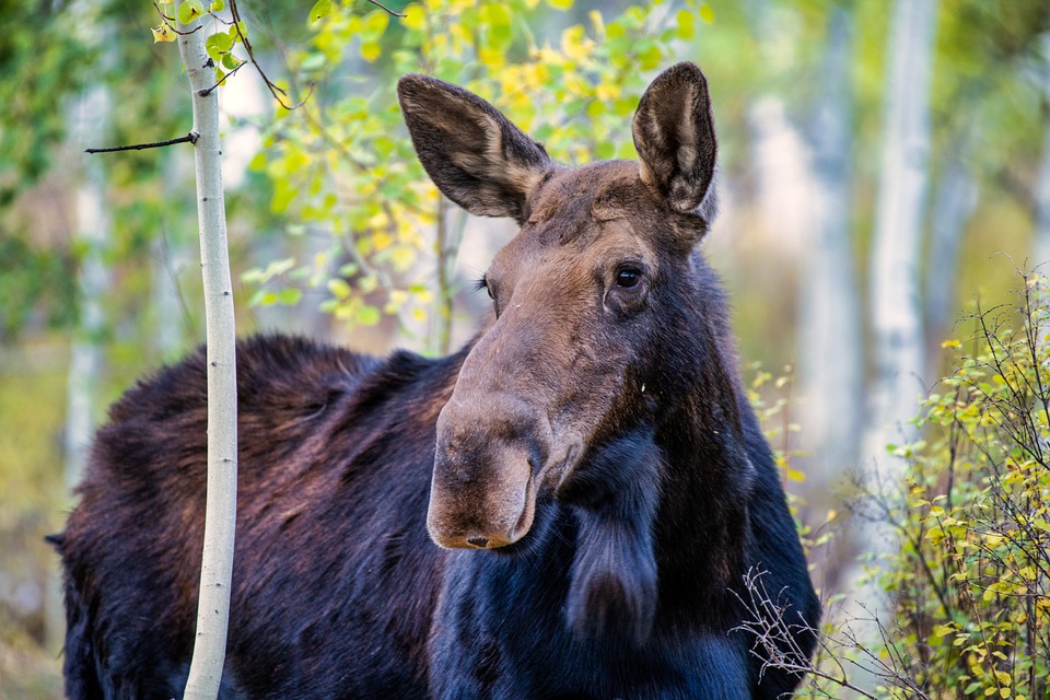 Le Réseau Zec appuie la ZEC BSL pour son plan de chasse de l'orignal