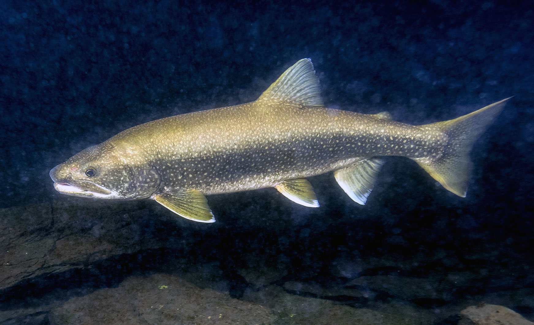 Remise à l'eau obligatoire des touladis au lac McFee 