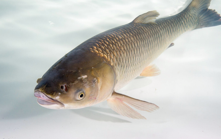 Soyez vigilants à la présence de carpes envahissantes 