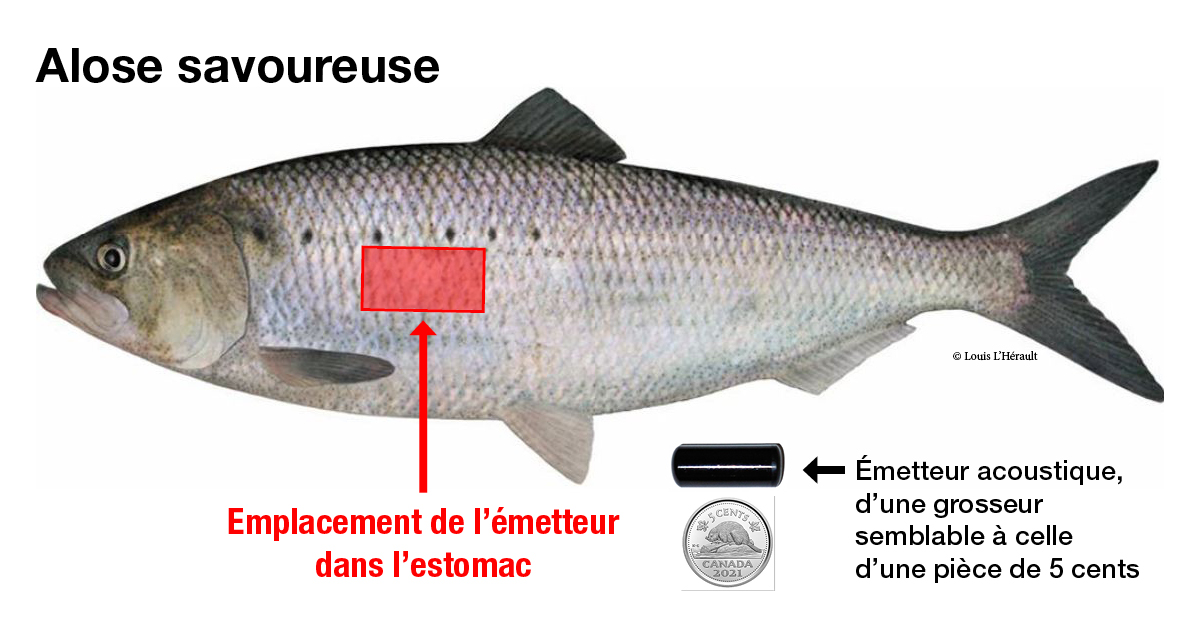 Un avis important destiné aux pêcheurs d'aloses savoureuses