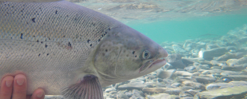 Un cadre de gestion pour harmoniser les usages des rivières à saumon