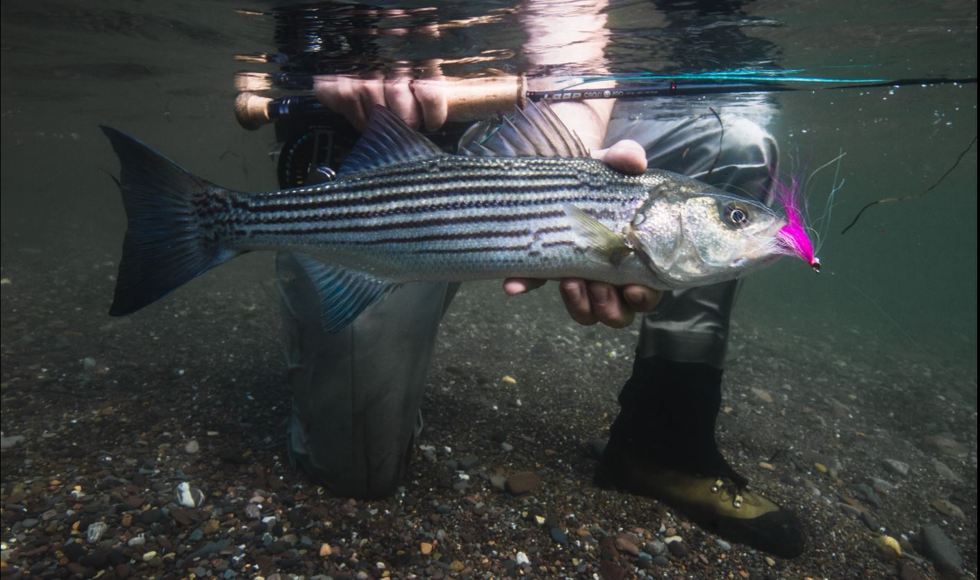 Bar rayé: une enquête sur la pêche sportive est lancée