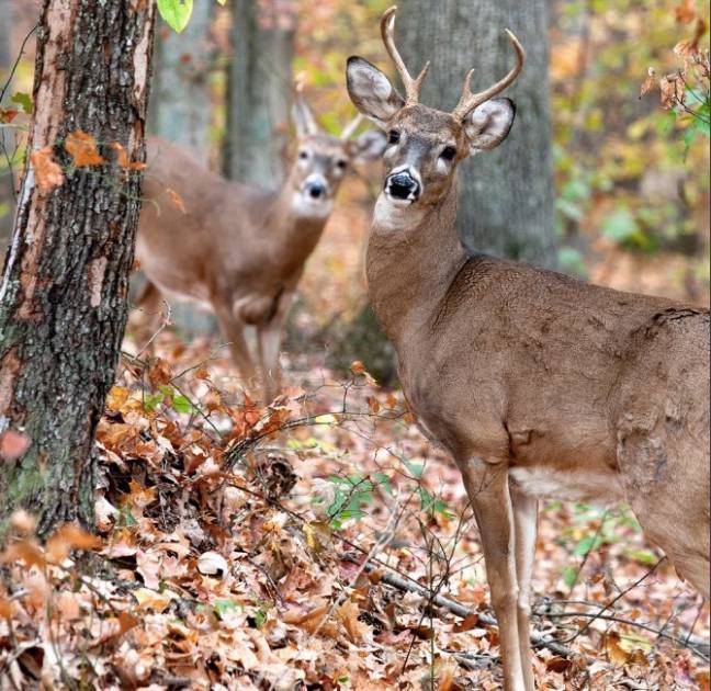 Le dernier « Rendez-Vous Nature » de la saison présenté à la radio 