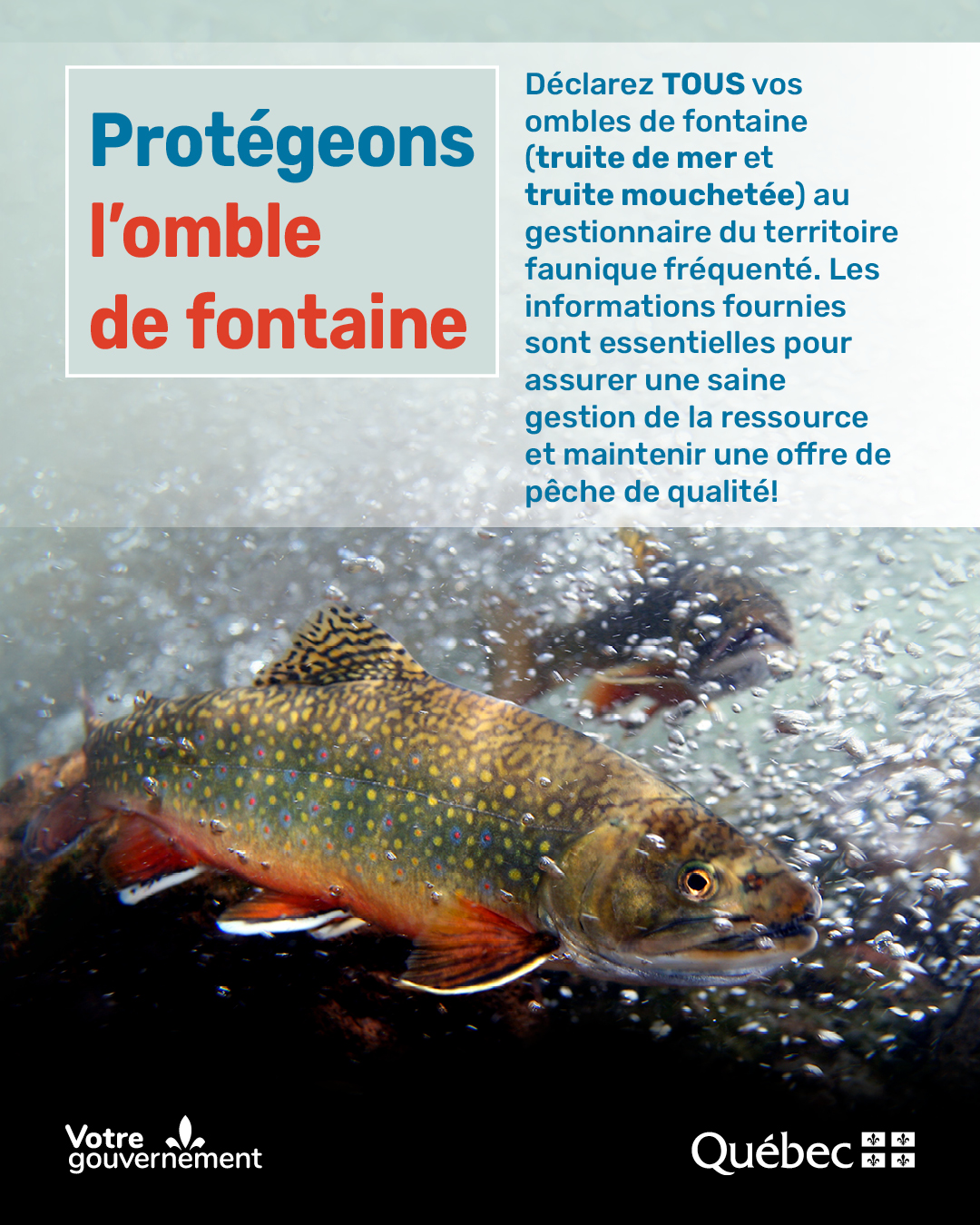 Omble de fontaine anadrome : des gestes simples pour protéger l'espèce