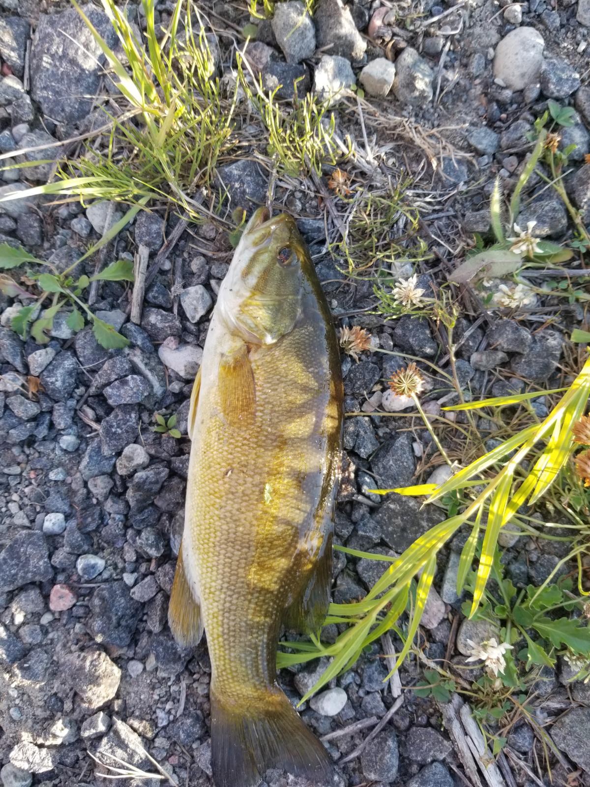 L’achigan à petite bouche s'incruste au Saguenay-Lac-Saint-Jean 