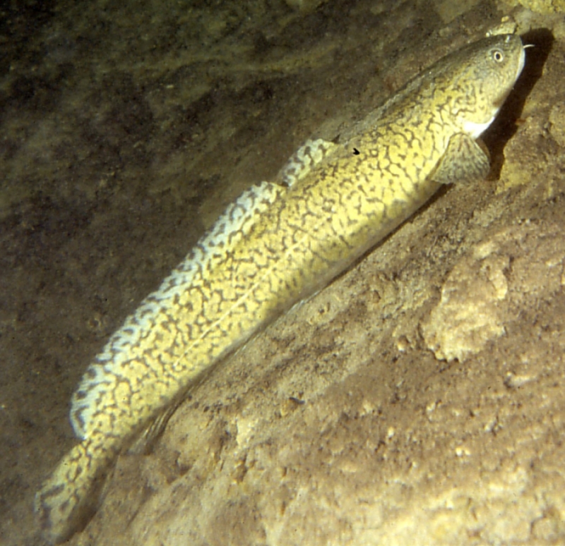 Le ministère met en garde les pêcheurs de lotte du lac Saint-Jean