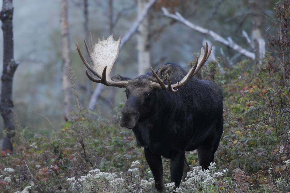 Rendez-Vous Nature- Émission des 12-13 novembre 2022