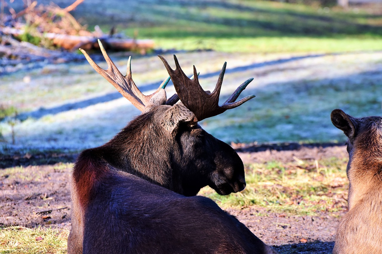 Rendez-Vous Nature- Émission spéciale de Noël