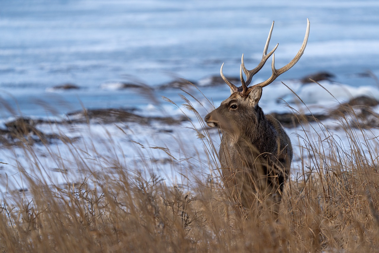 Rendez-Vous Nature- Émission des 28-29 janvier 2023