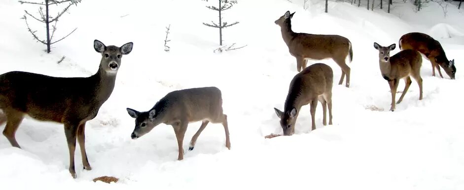 Rendez-Vous Nature- Émission des 18-19 mars 2023