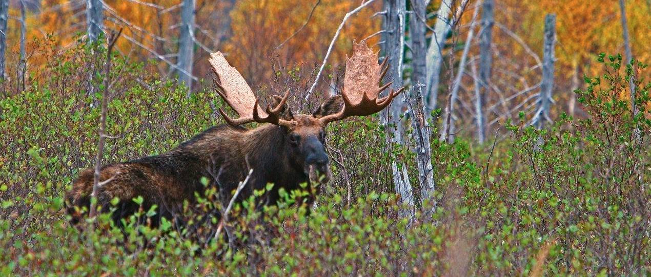 Rendez-Vous Nature- Émission des 16-17 septembre 2023