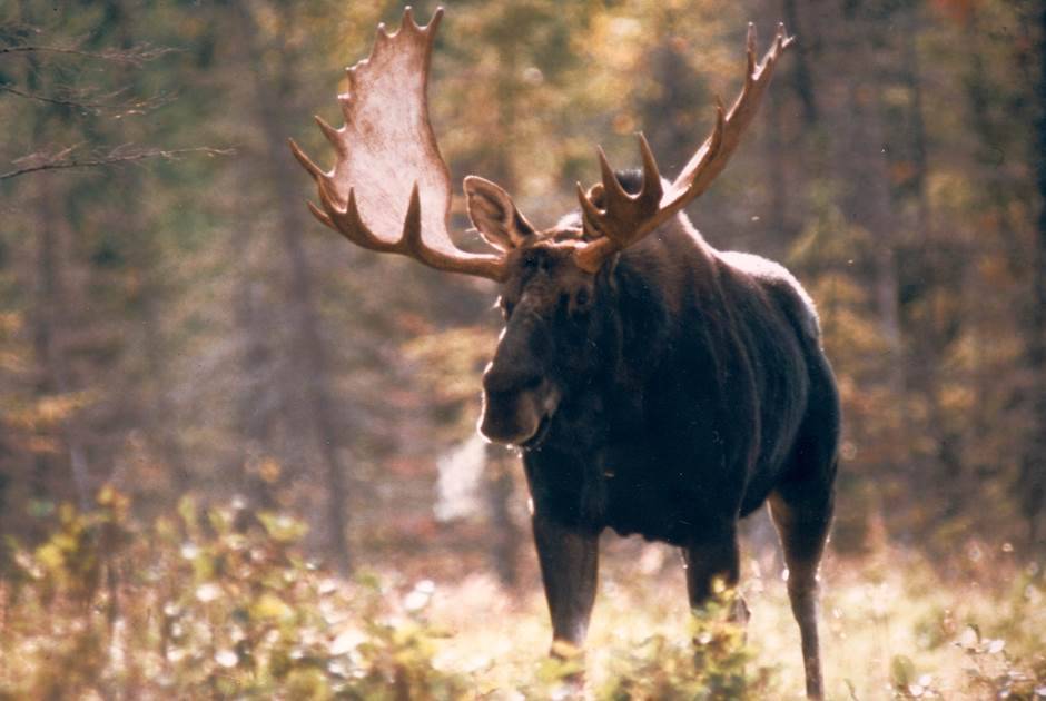 Le cerf et l’orignal confrontés à la MDC et à la tique d’hiver