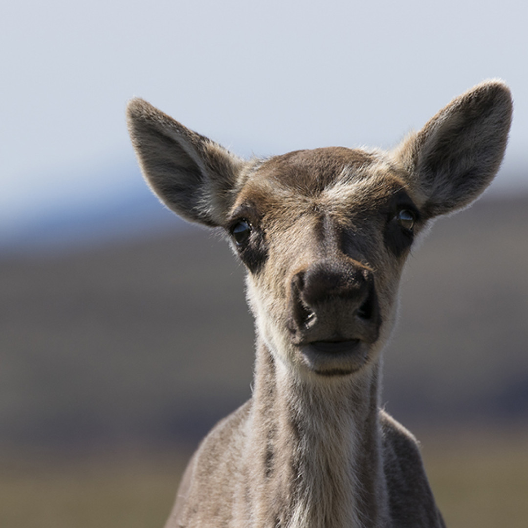 Caribous : 15 faons s'ajoutent aux populations de Charlevoix et de la Gaspésie